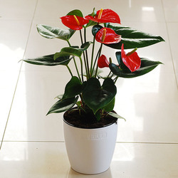 红掌-重庆植物时尚花卉